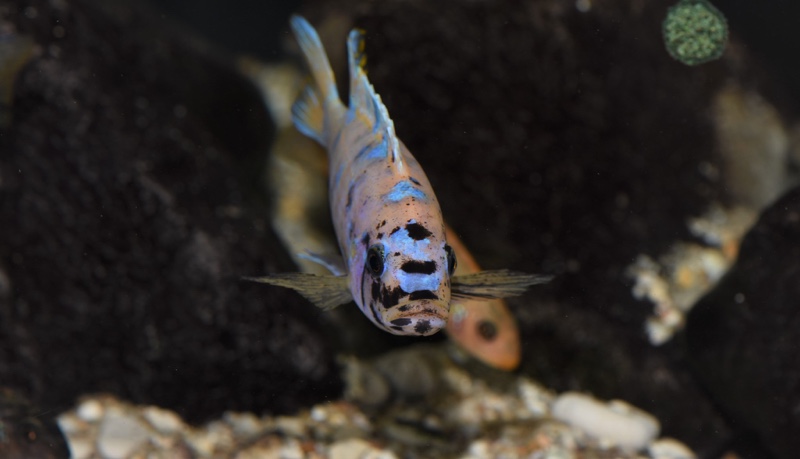 Maylandia zebra 'Mitande Reef (Rocks)'